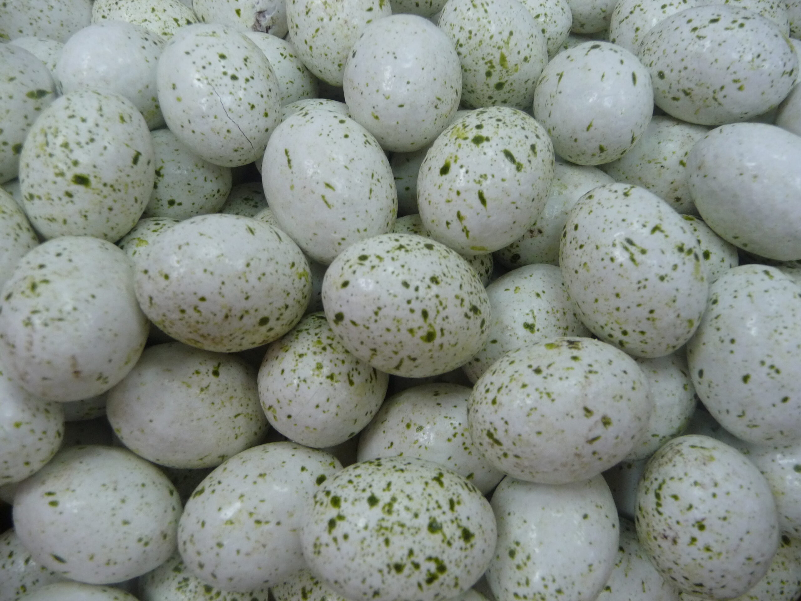 oeuf mouette praline pistache schaal chocolatier geispolsheim